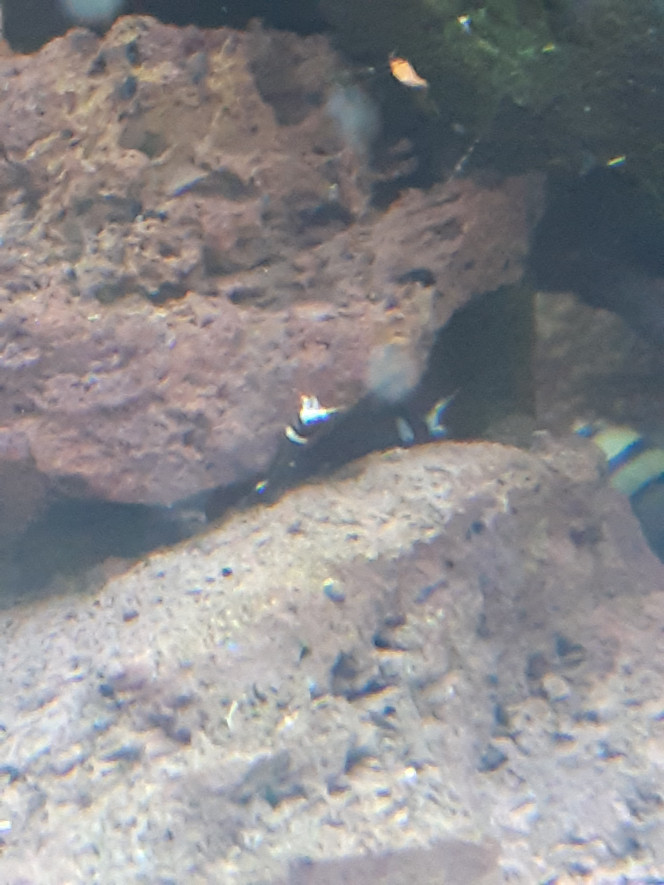 Photographie du post de PORTELLI 