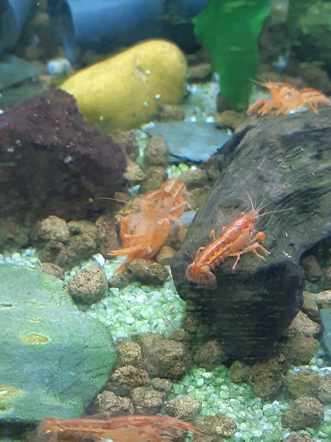 Photographie du post de PORTELLI 