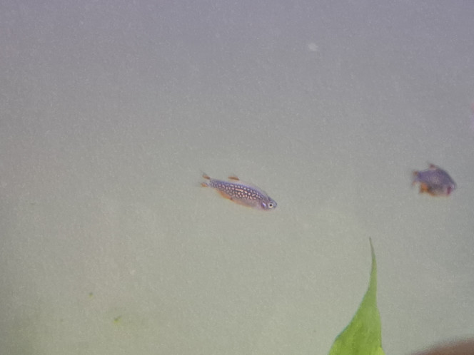 Photographie du post de Guiguidu57 