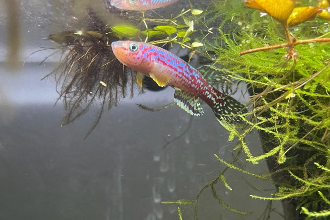 Fundulopanchax marmoratus Bakossi Camp ADL 13-37 