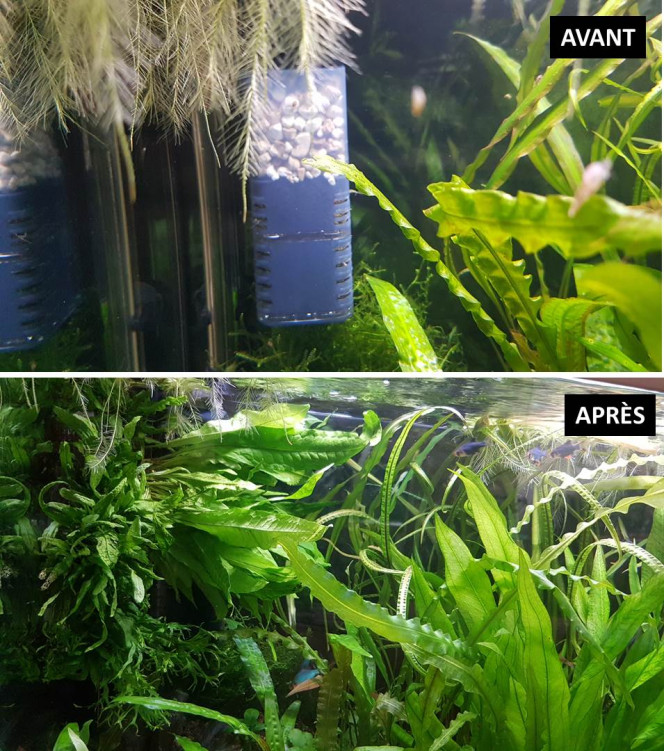 Photographie du post de NEGUS69 