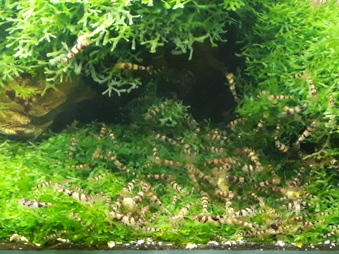 Photographie du post de Dimu 