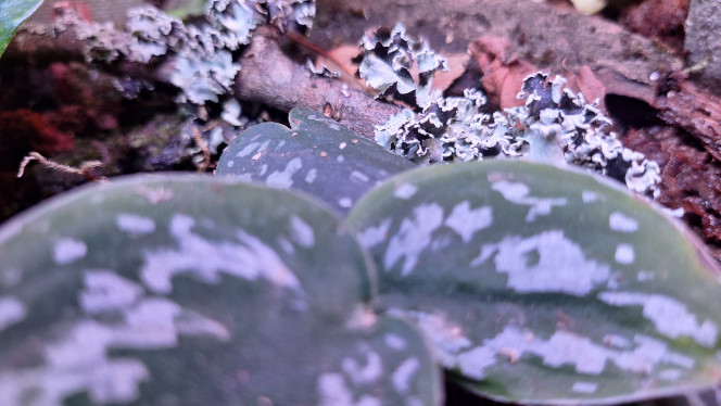 Lichen J'aime bien les lichens.
Ce sont des organismes fabuleux.