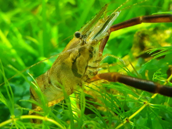 Photographie du post de Dimu 