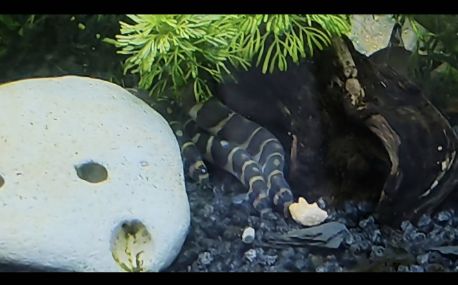 Les kuhlis à table Les kuhlis à table