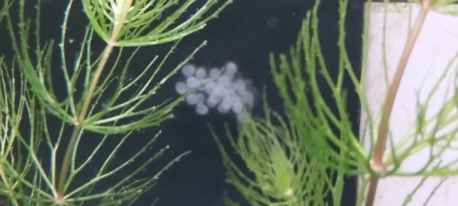 Photographie du post de Olivier1977 