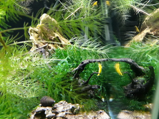 Photographie du post de Dimu 