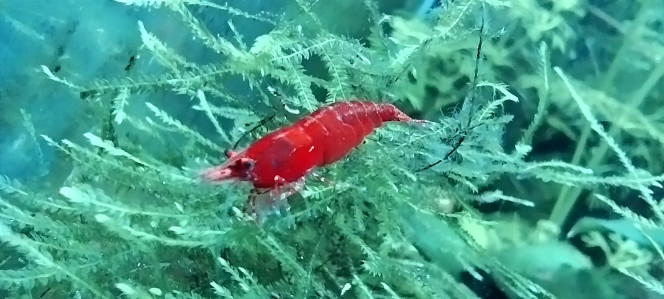 Photographie du post de Olivier1977 