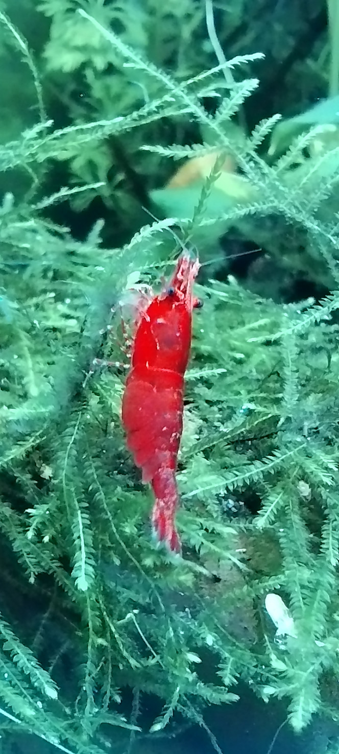 Photographie du post de Olivier1977 