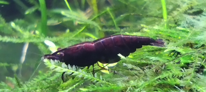 Photographie du post de Olivier1977 