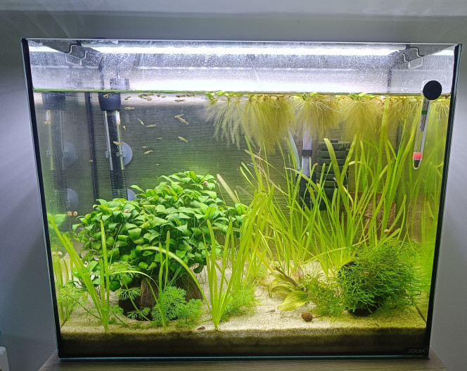  Corydoras pygmés 
Grossissement guppy