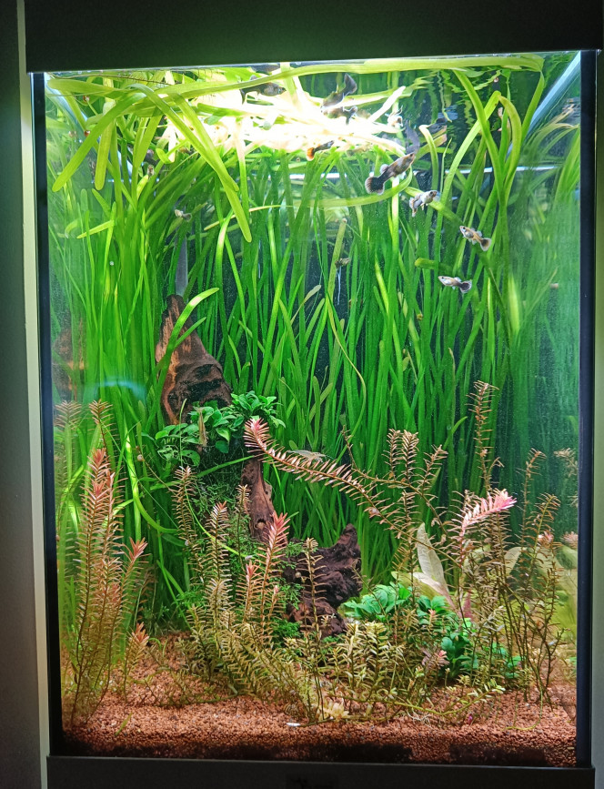 Guppy, caridina japonica 