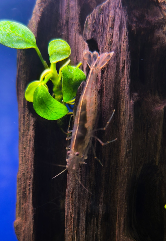 Amano Grainé Crevette d'Amano (Caridina multidentata syn. C. japonica), 
Genre : femelle. 
Taille: 5 cm
Etat: Grainé (1 mois)

Deuxième fois depuis debut Août