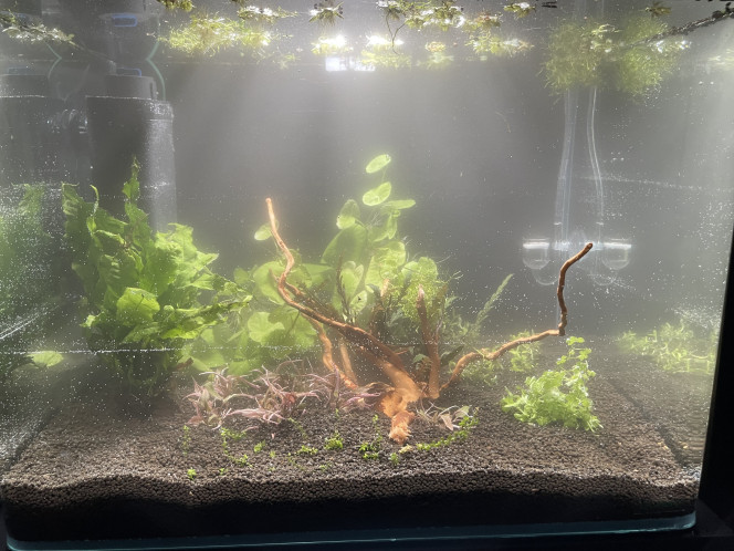 Mise en eau d’un 55L spécifique pour un couple de betta smaragdina 