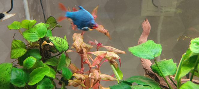 Photographie du post de Pinto 