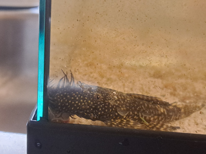 Photographie du post de Galka 