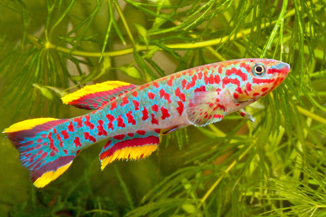 Photographie du post de Karma05 