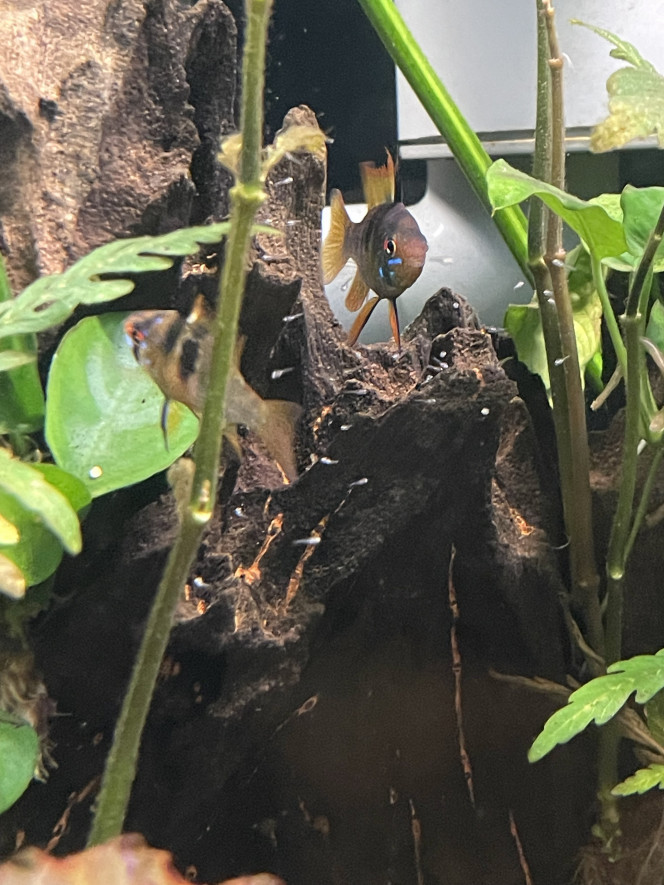 Nage libre pour les alevins de ramirezi On va essayer d’en isoler une partie dans un pondoir pour les préserver de l’appétit des scalaires