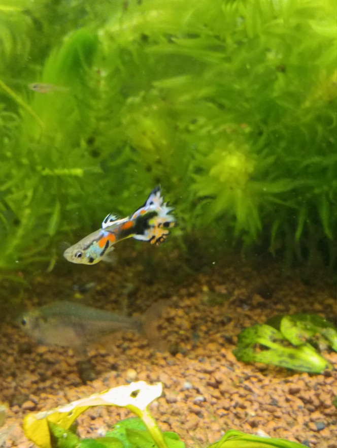 Photographie du post de hollywood