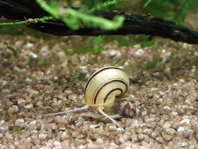 Photographie du post de Dimu 