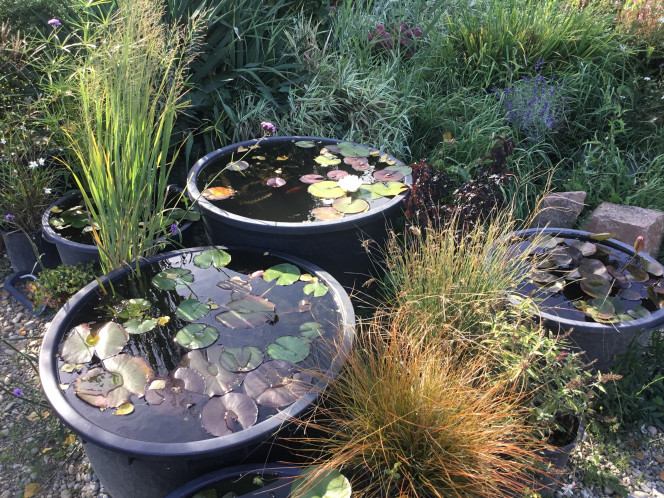 Photographie du post de Dimu 