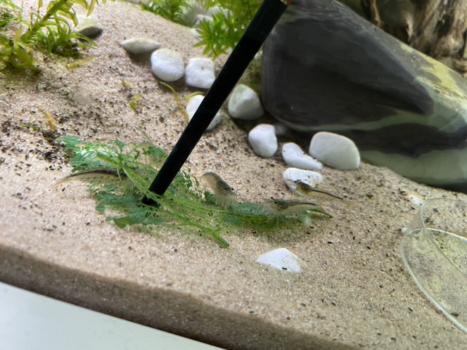 Elles adorent les orties du jardin ! 