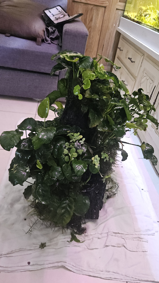 Photographie du post de Aleau 