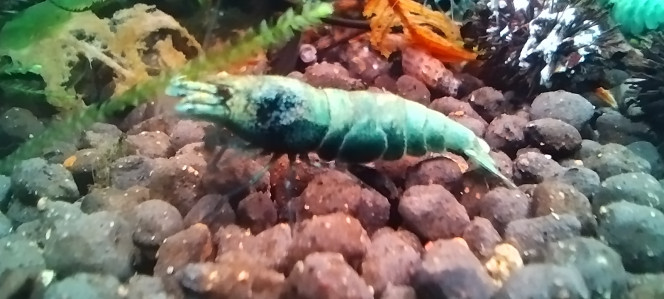 Photographie du post de Olivier1977 