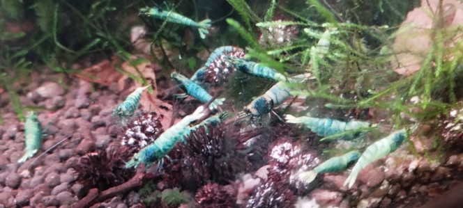 Photographie du post de Olivier1977 