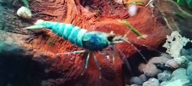 Photographie du post de Olivier1977 