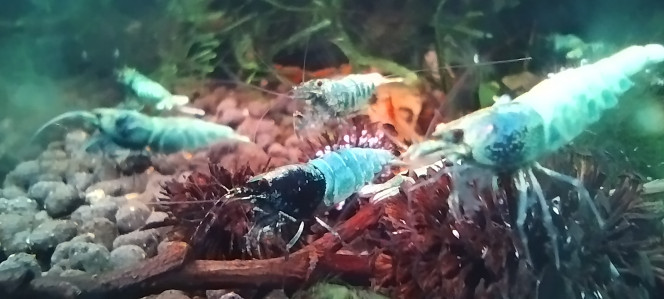 Photographie du post de Olivier1977 