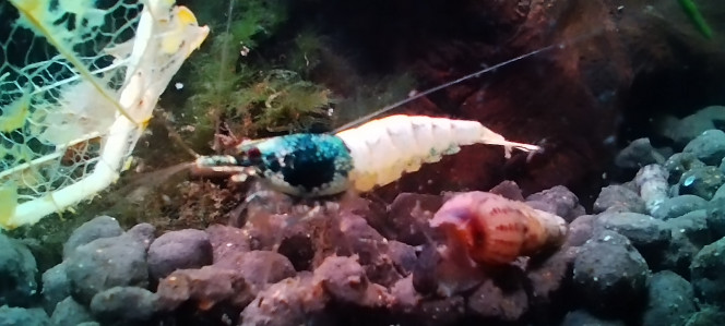 Photographie du post de Olivier1977 