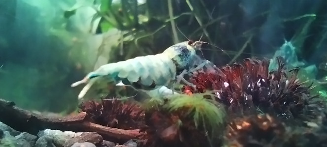 Photographie du post de Olivier1977 