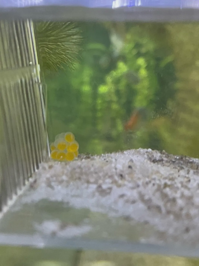 Photographie du post de Emmanuel07 