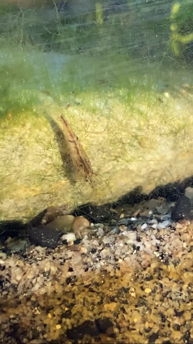 Photographie du post de Fishnships 