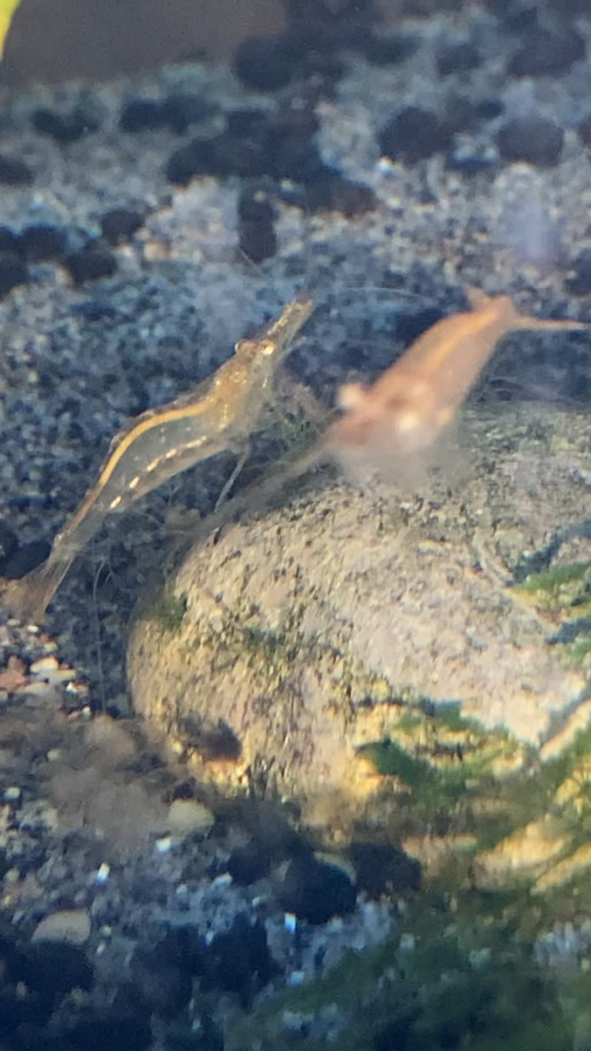 Photographie du post de Fishnships 