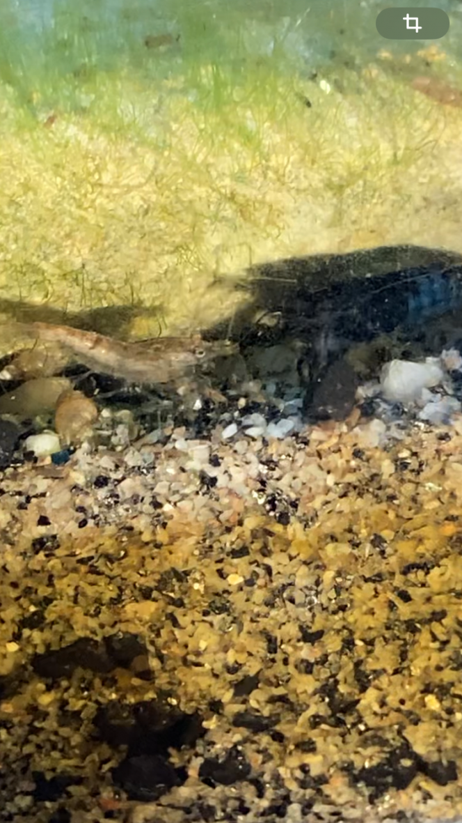 Photographie du post de Fishnships 