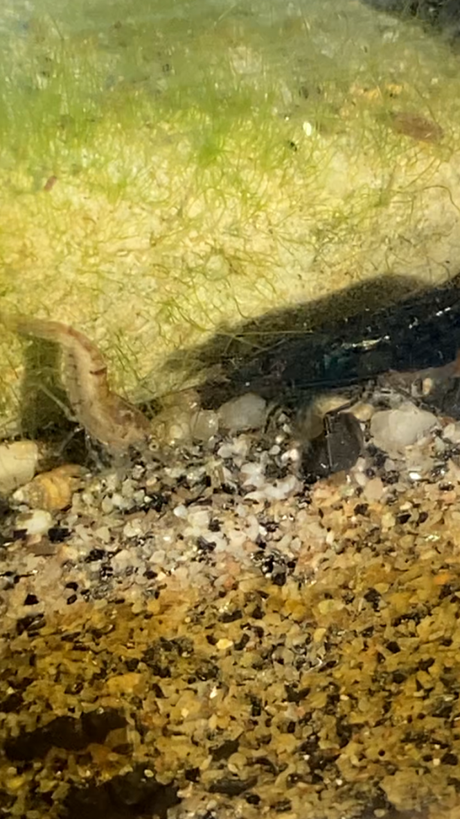 Photographie du post de Fishnships 