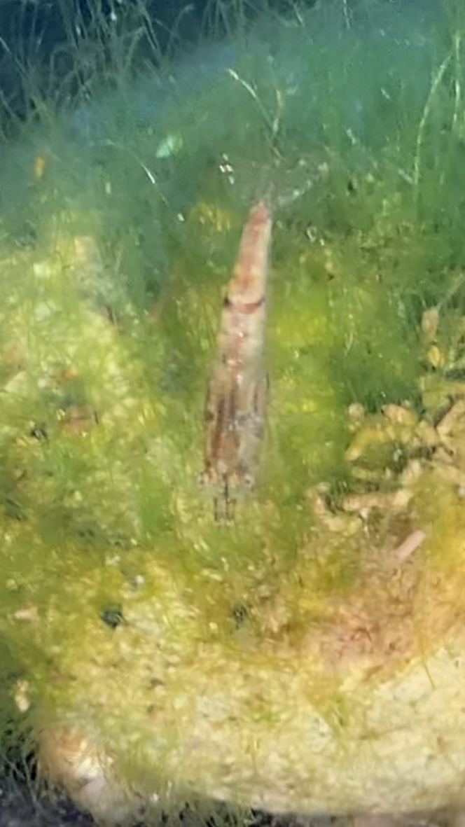 Photographie du post de Fishnships 