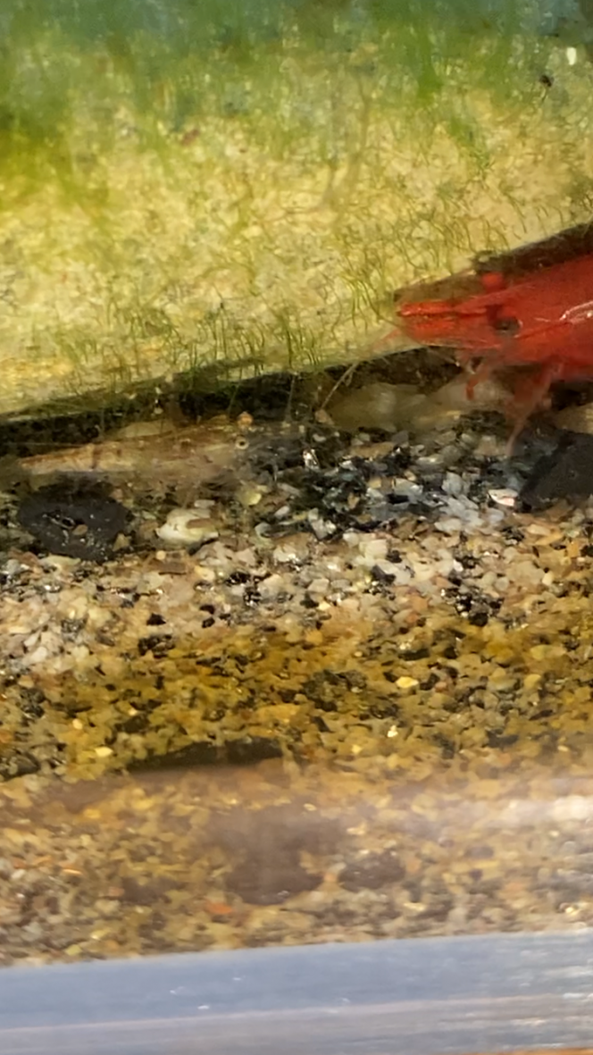 Photographie du post de Fishnships 