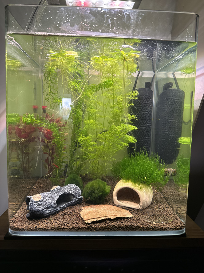 Photographie du post de Mantita 