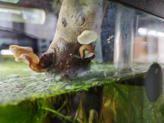 Photographie du post de Orion07 