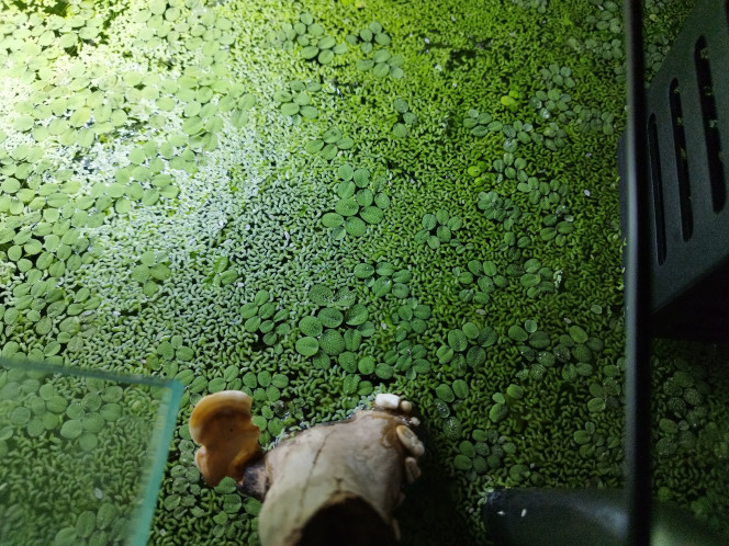 Photographie du post de Orion07 