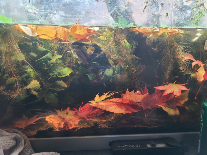 Photographie du post de laurent-galichet 