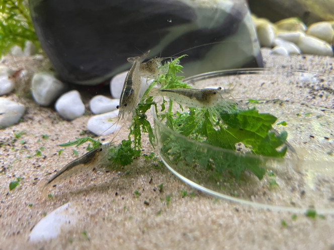  Impressionnant la vitesse à laquelle elles mangent les orties ! Ici en 1 heure seulement on en était là.