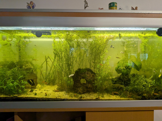 Transformation des 2 dernières années 100 % naturel pour essayer de coller le plus possible au biotope. Sans filtre, sans pompe, bac très sain et autosuffisant. Aucun problème ni maladie à signaler depuis.
