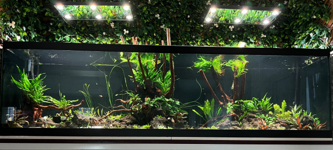  Une belle réalisation de CREAQUARIUM - Merci :)