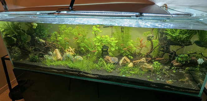 Enfin en place et peuplé ! 