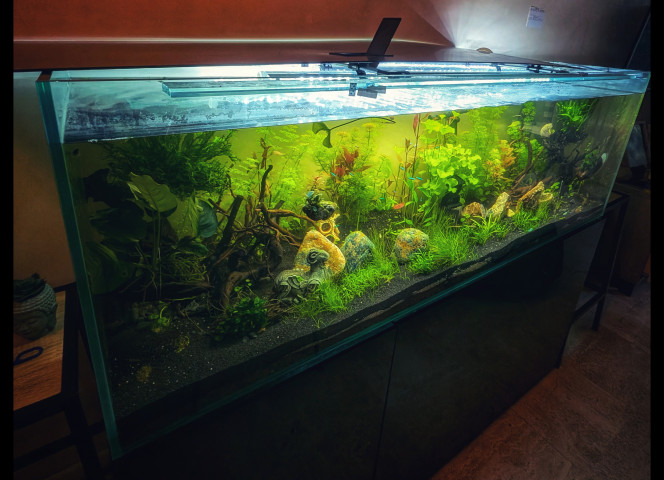 Enfin en place et peuplé ! 