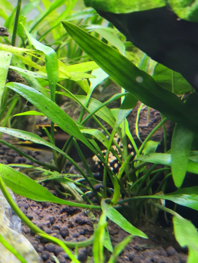 Ponte des pelmato en direct. 